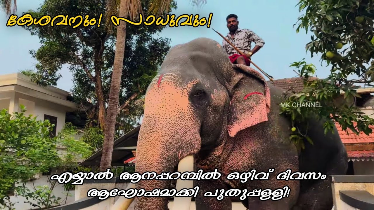 എയ്യാൽ ആനപ്പറമ്പിൽ പുതുപ്പള്ളി ആനകളുടെ ഒഴിവ് ദിവസം! ❤️ Puthuppally Kesavan | Puthuppally Saadhu 