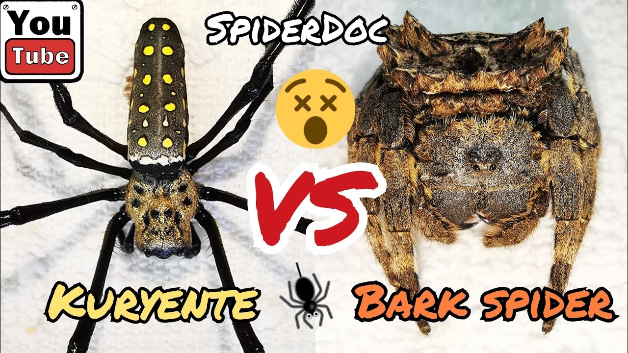KURYENTE vs BARK Spider. Grabe Talagang Kumagat! Spider Fight.
