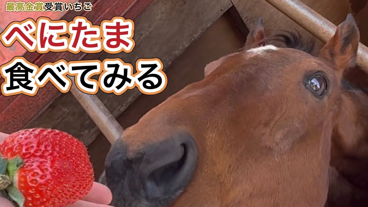最高金賞いちご　べにたま　食べてみる　#引退馬　#horse 　#なみあし会　#いちご