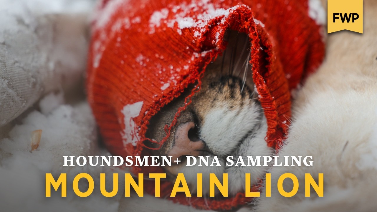 Mountain Lion: Biological Samples in the Cabinet Mountains