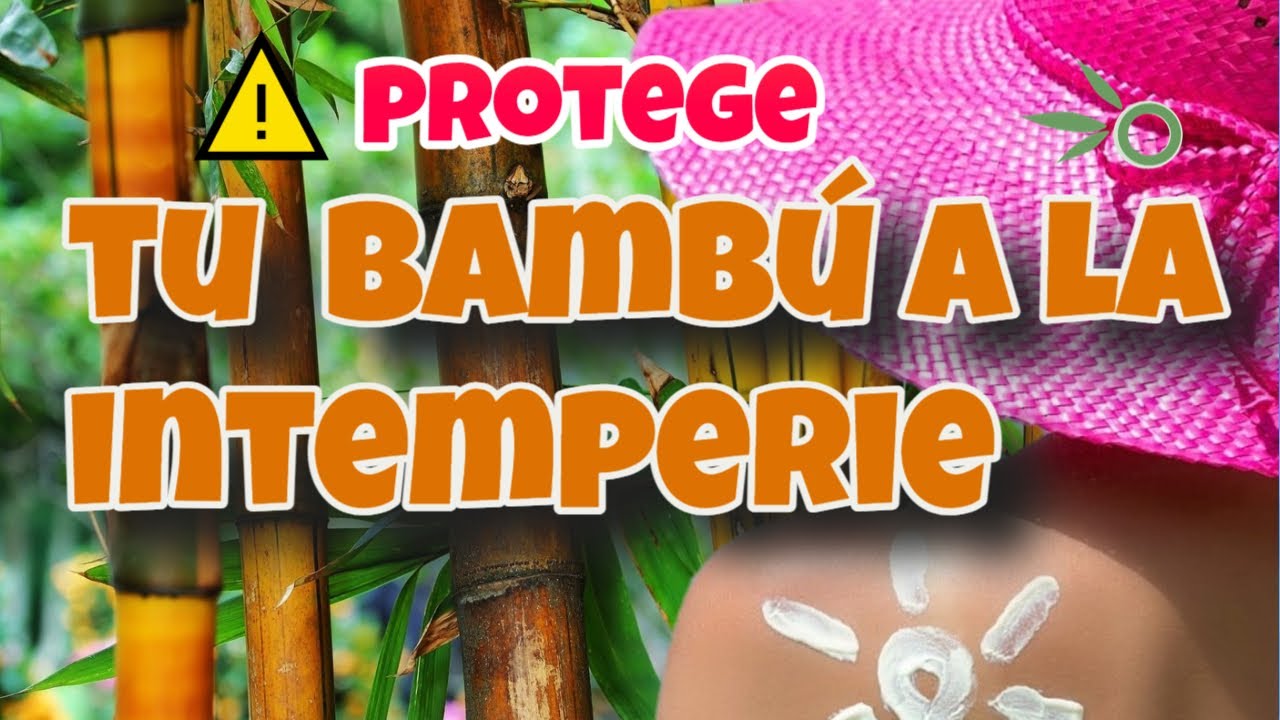 🎯¿Cómo proteger el bambú del sol🌞 y la humedad💧? 🧿El problema y la solución explicados en detalle👍