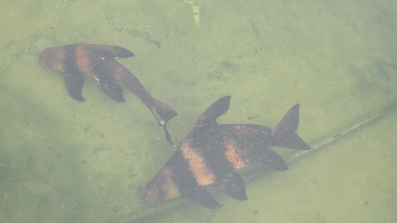 Meine FISCHE : Sterlet - Barsche - Karpfen u.a. (Werner Dippon)