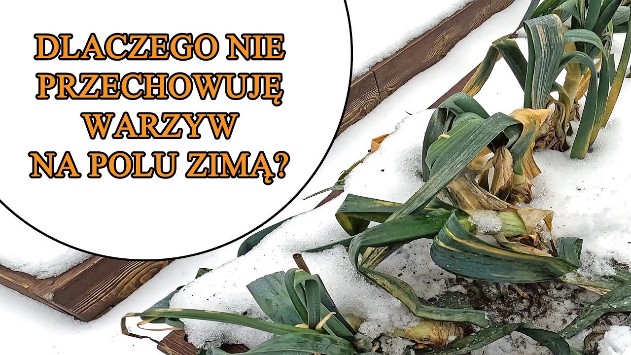 Dlaczego nie przechowuję warzyw na polu podczas zimy?