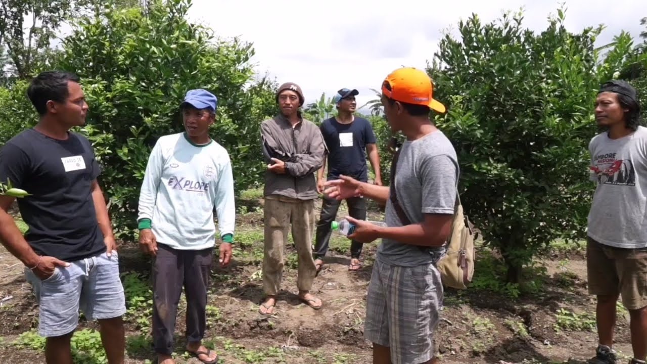 Berbagi Ilmu Cara Pangkas Jeruk Roda Gila Dengan Petani jeruk Ds. Ulian dan Ds. Lembean