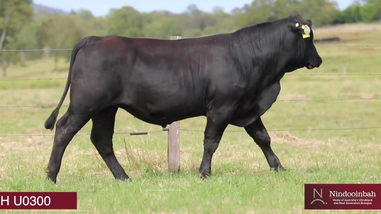 LOT 110: NINDOOINBAH 2025