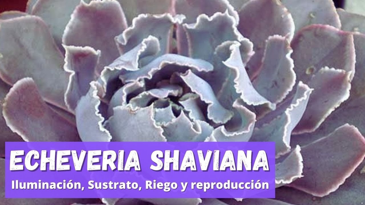 ECHEVERIA SHAVIANA - como logré tenerla fuerte, sana y hermosa!!
