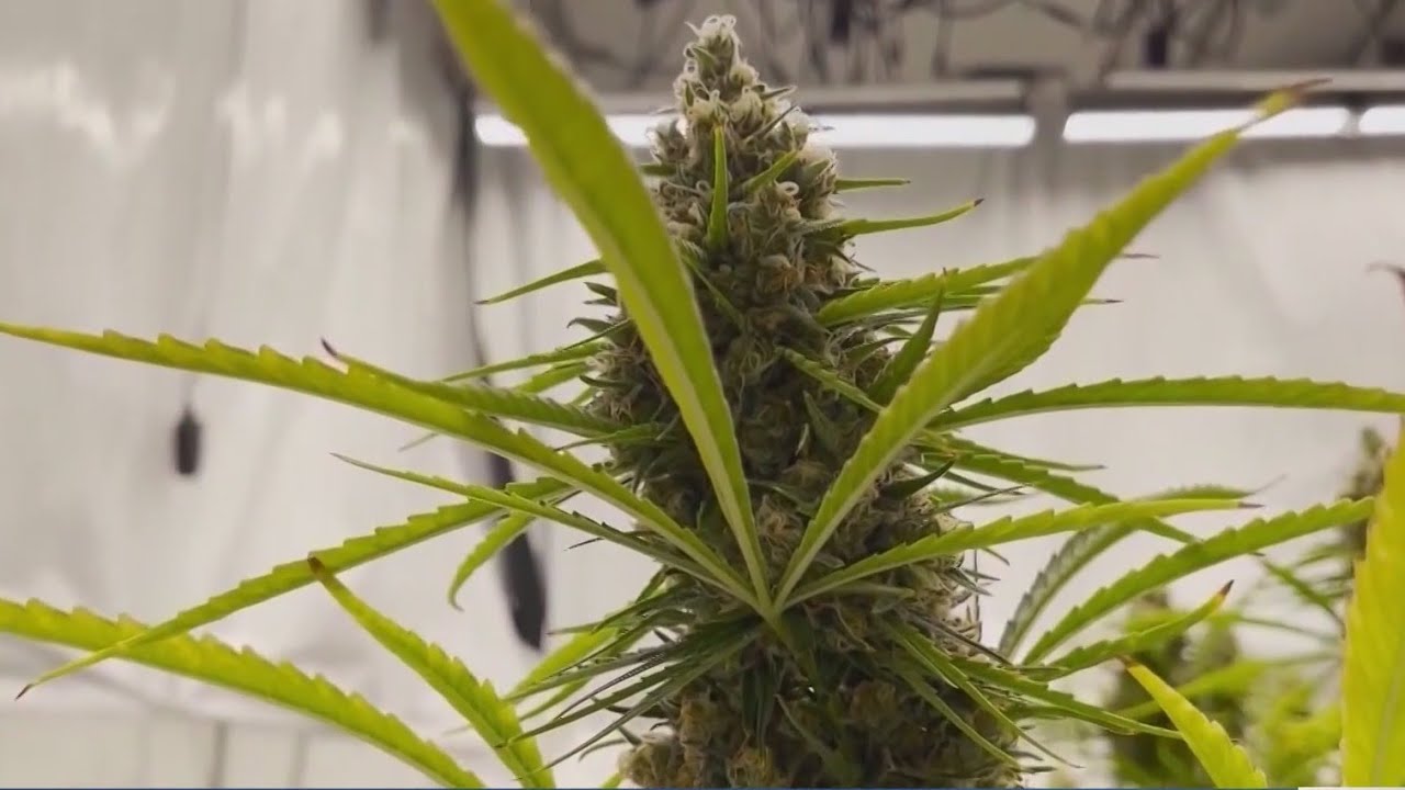 Nine companies granted preliminary approval to grow Texas medicinal marijuana program