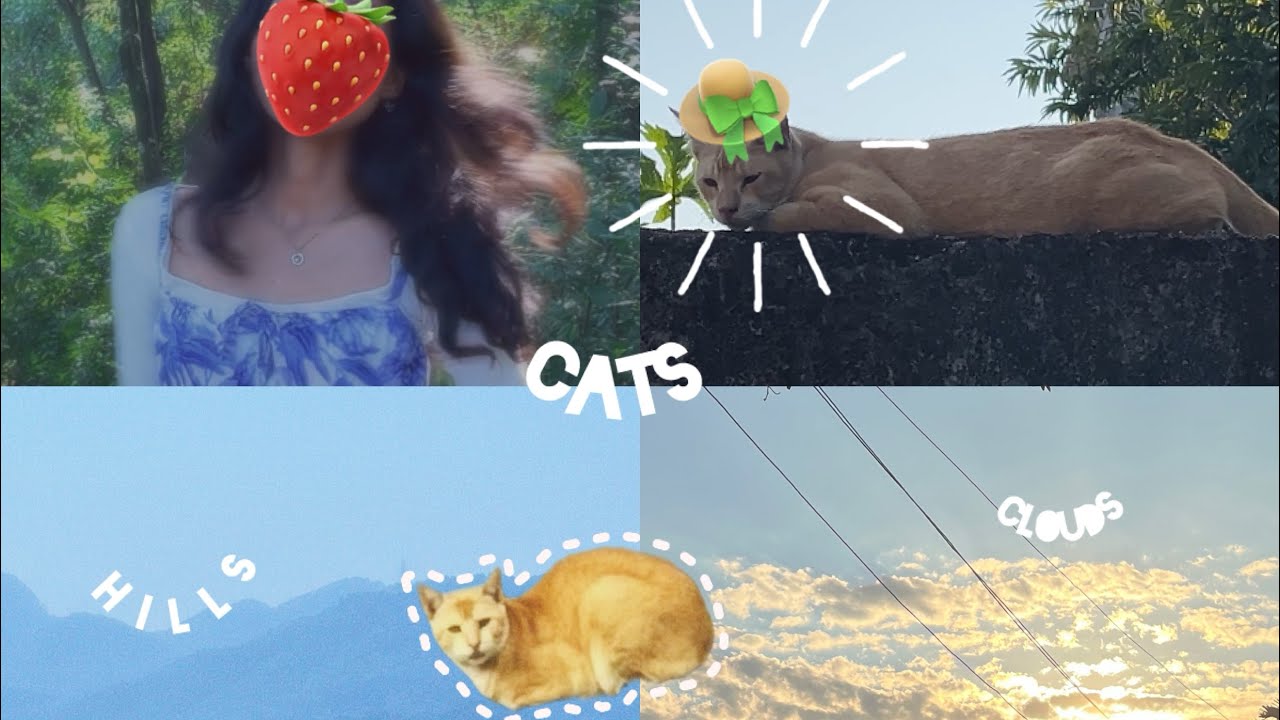 November Diaries: Mini Vlog using Dazz Cam Glow Filter 𓏲ּ𝄢 | cats, walks, pretty sunsets | .☘︎ ݁˖