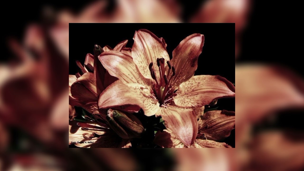 Current Joys - Fear - Sped Up Instrumental