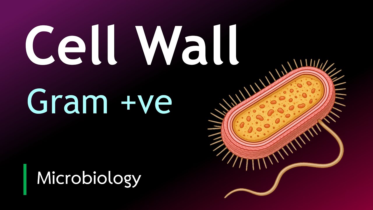 Gram-Positive Bacteria Cell Wall | Peptidoglycan, Teichoic Acids & Capsules Explained