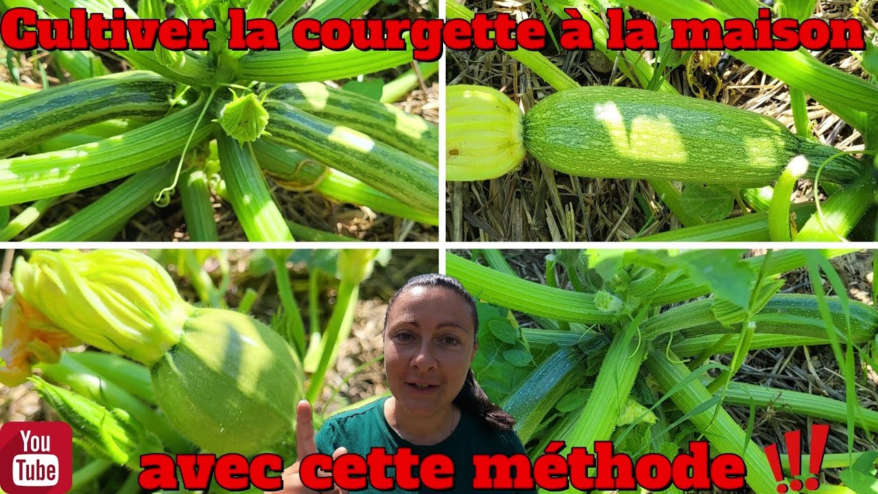 Cultiver la courgette a la maison et obtenez beaucoup de récolte avec cette méthode !! 👍