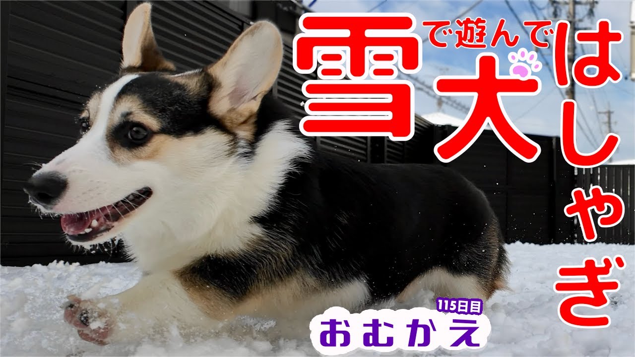 【コーギー】満面の笑みで庭駆け回る雪の中のコーギー　遊び終わったら電池が切れたように熟睡！【生後五ヶ月半を過ぎたコーギー】