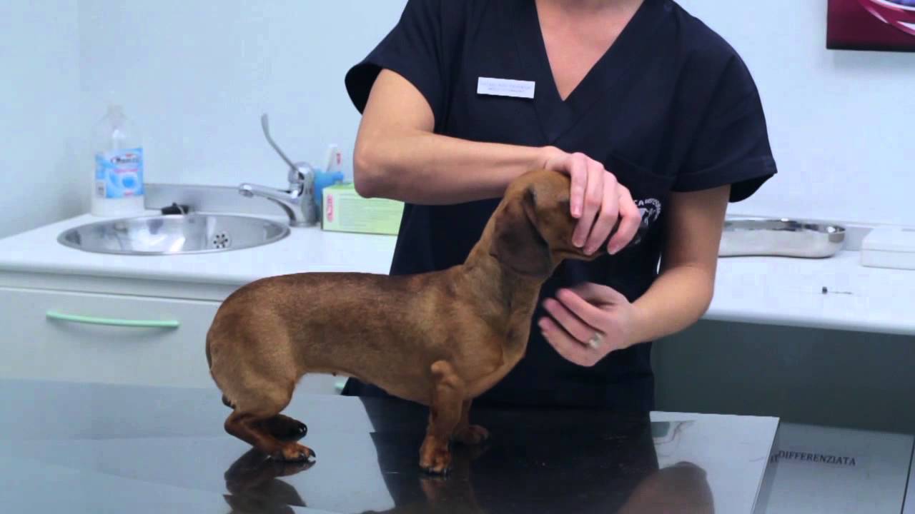 SOMMINISTRAZIONE FARMACI AL CANE - clinica veterinaria borghesiana - Roma