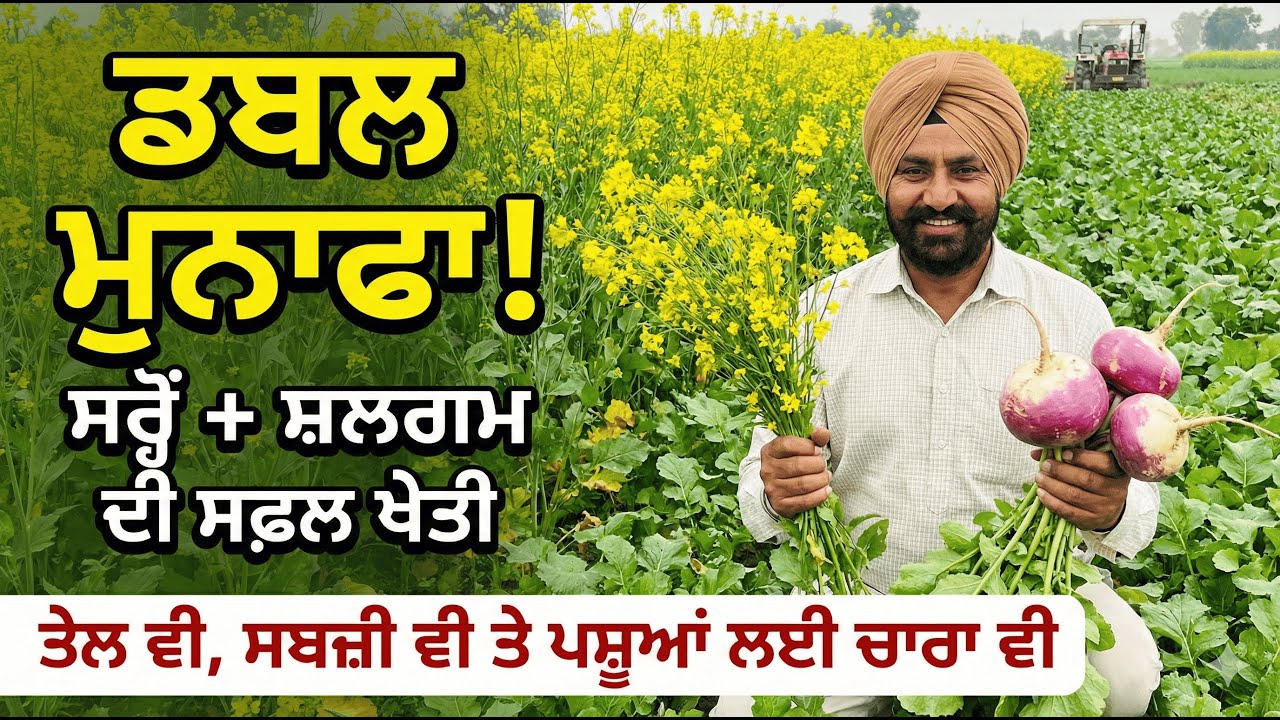 ਸਰ੍ਹੋਂ ਦੇ ਨਾਲ ਸ਼ਲਗਮ ਲਗਾ ਕੇ ਡਬਲ ਮੁਨਾਫਾ! | ਤੇਲ ਵੀ, ਸਬਜ਼ੀ ਵੀ ਤੇ ਪਸ਼ੂਆਂ ਲਈ ਚਾਰਾ ਵੀ