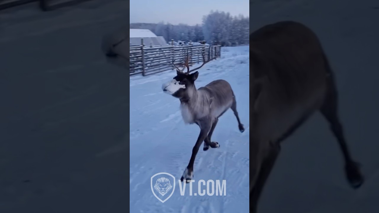 Hilarious Reindeer&rsquo;s Singing Gets Rudely Interrupted! 😂