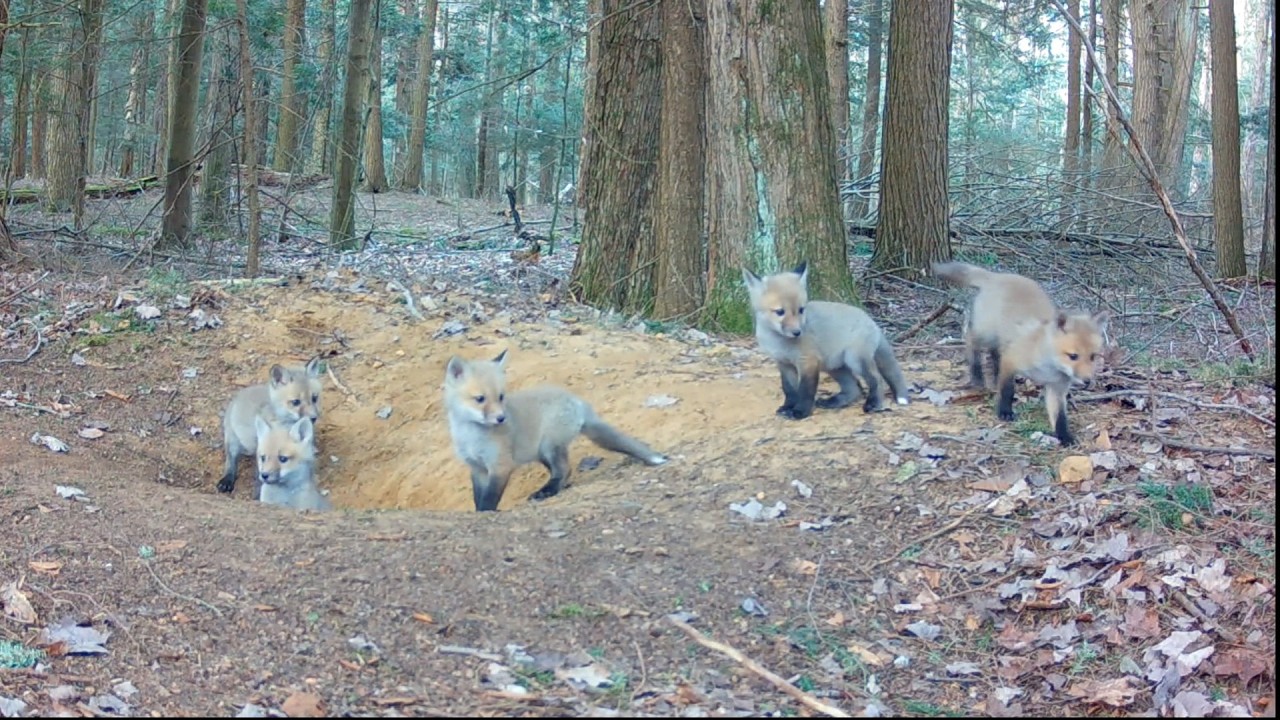 While Mom Hunts, These Red Fox Pups Have the Best Day Ever