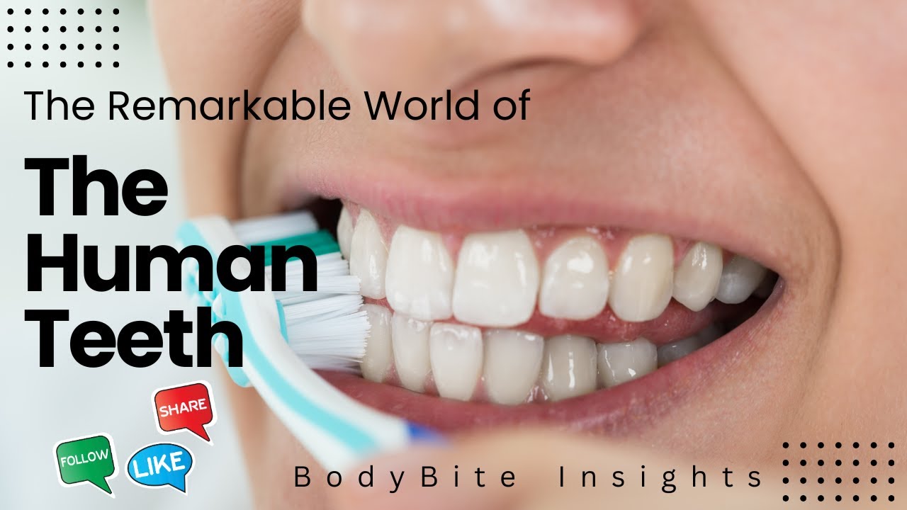 THE REMARKABLE WORLD OF HUMAN TEETH