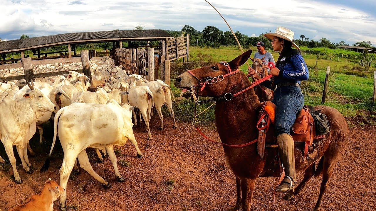 2 DIAS DE LABUTA COM O GADO! Rotina na fazenda.