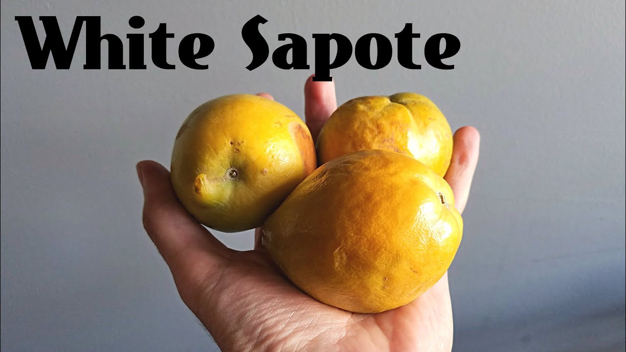 White Sapote Review: The fruit that tastes like pudding! - Weird Fruit Explorer Ep. 260