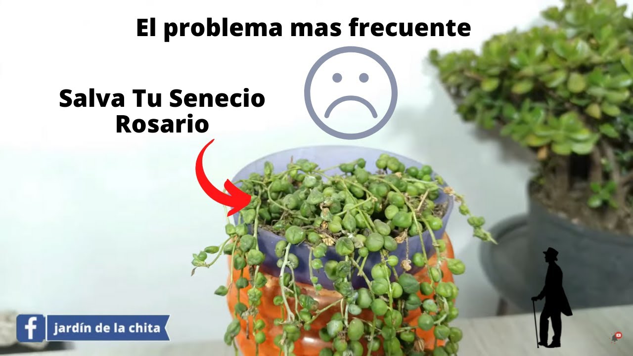 ¿se muere tu senecio rosario? este video es para ti