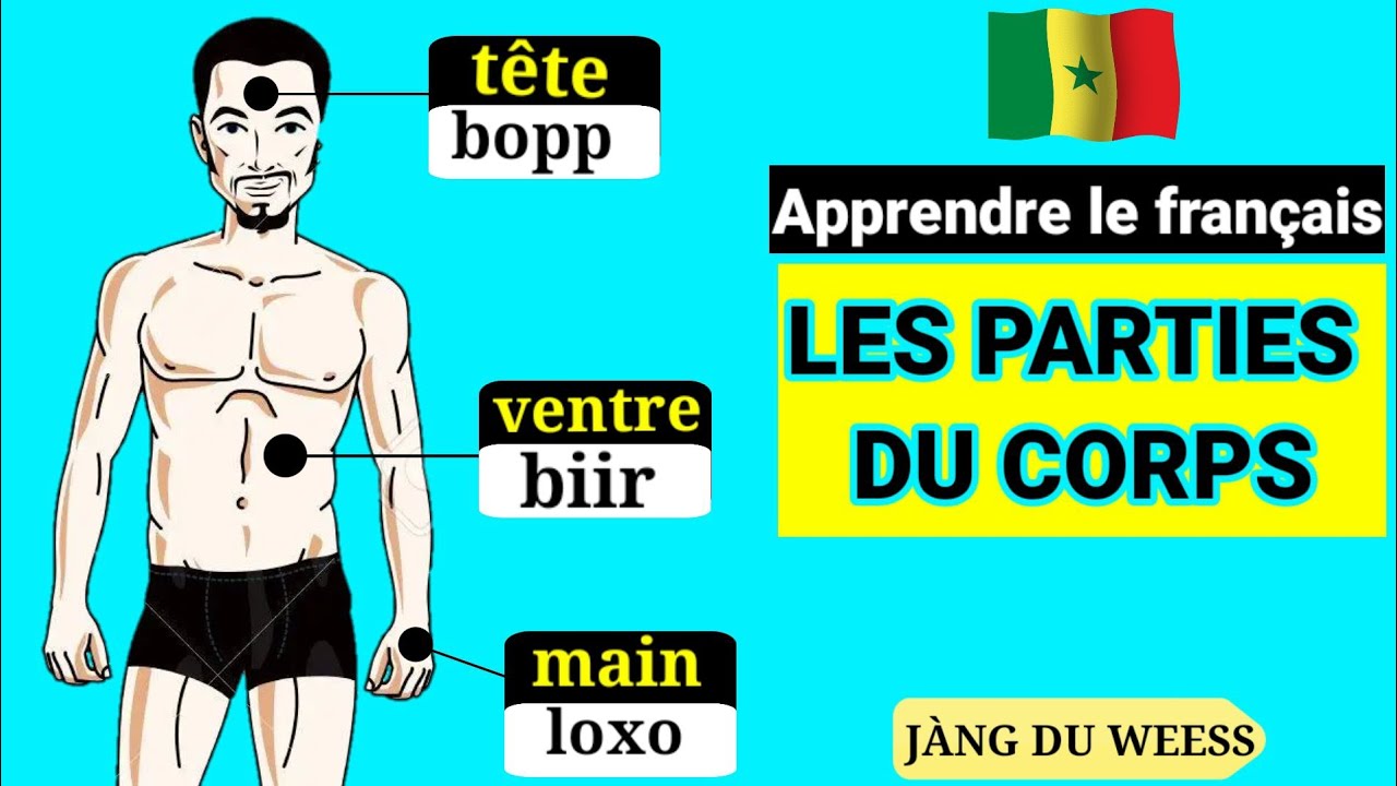 Apprendre le français🇫🇷 ( les parties du corps)