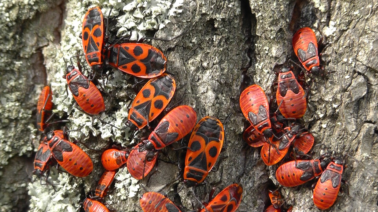 DID 2018 Ploštice - Didaktika A - Centrum biologie, geověd a envigogiky