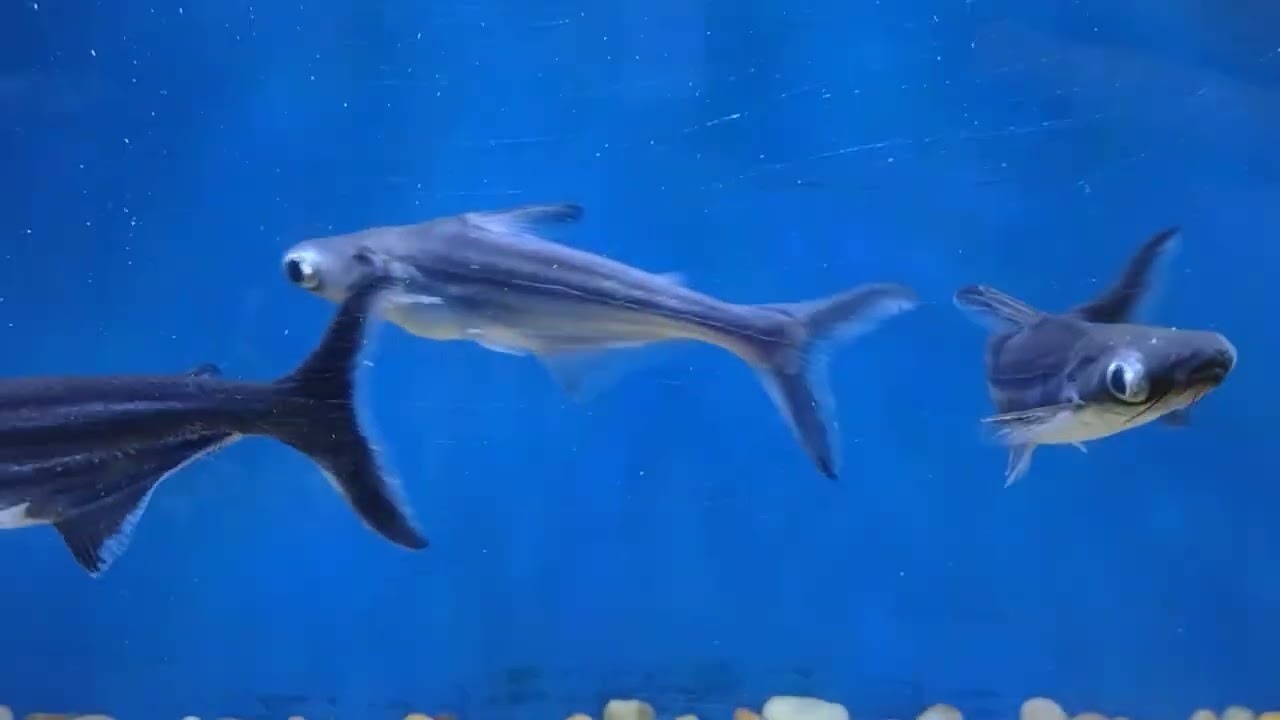 Variedade Gigante de Peixes Tropicais!