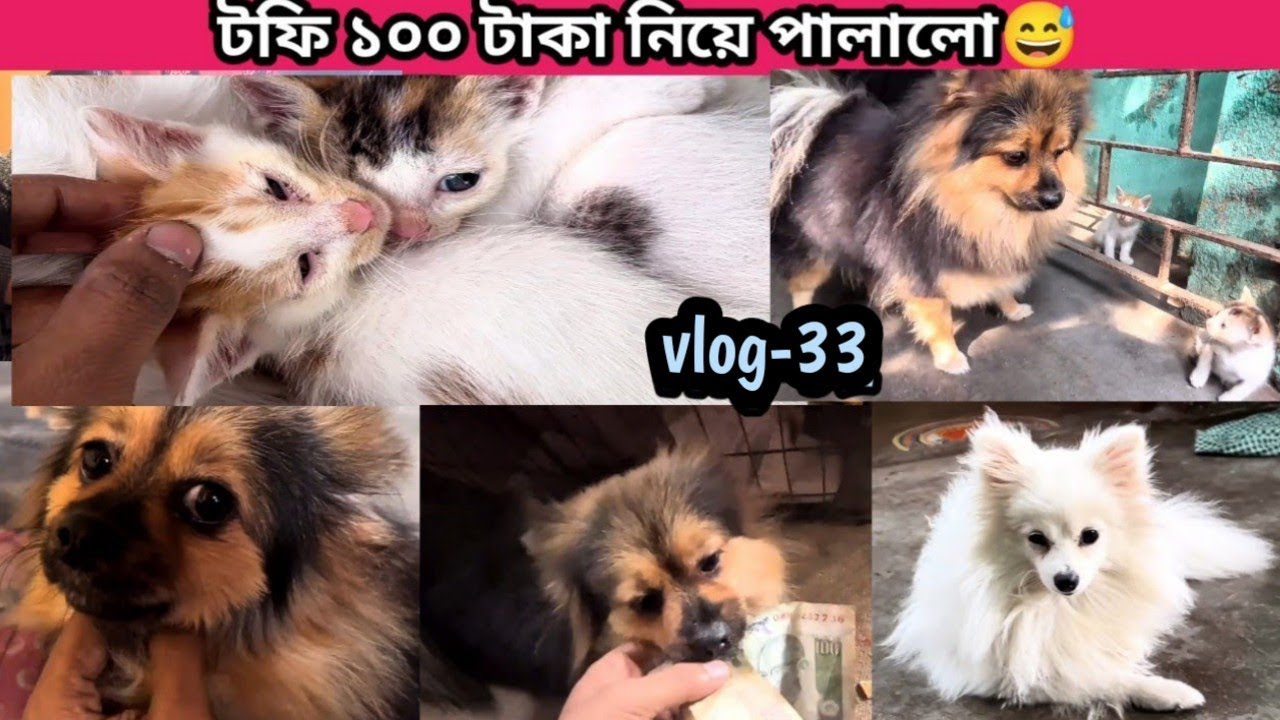 টফি প্রথম Marie Biscuits দিয়ে Food Vlogging start করলো।(Vlog-33)