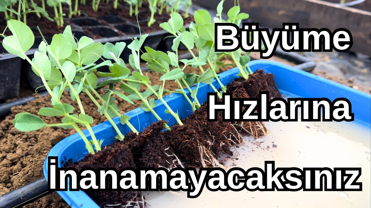 Bu Karışım Bitkileri Çıldırtıyor