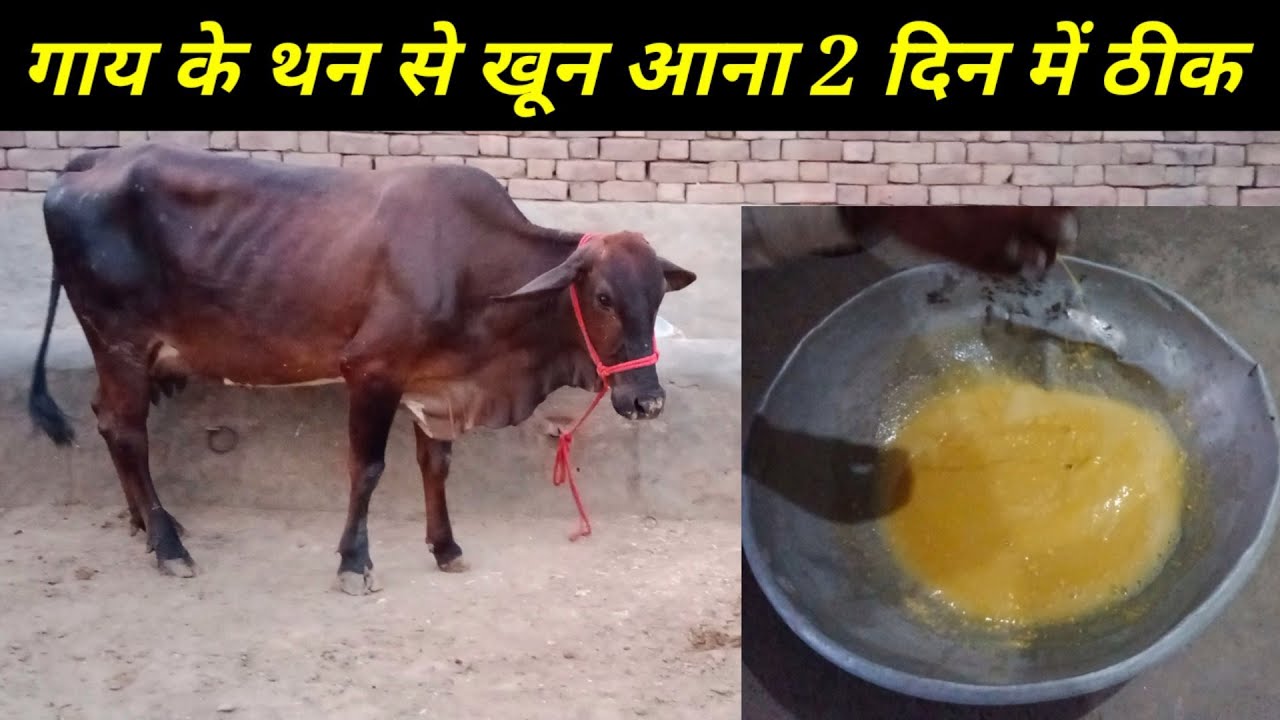 गाय भैंस के थन से खून आना दो दिन में ठीक || Blood coming from cow buffalo's udder cured in 2 days ||