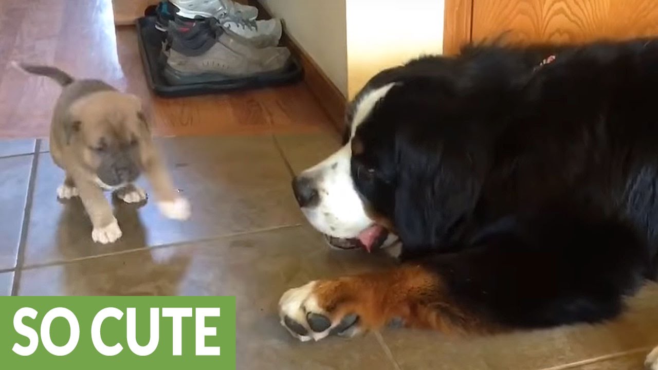 Bernese Mountain Dog preciously befriends 4-week-old puppy