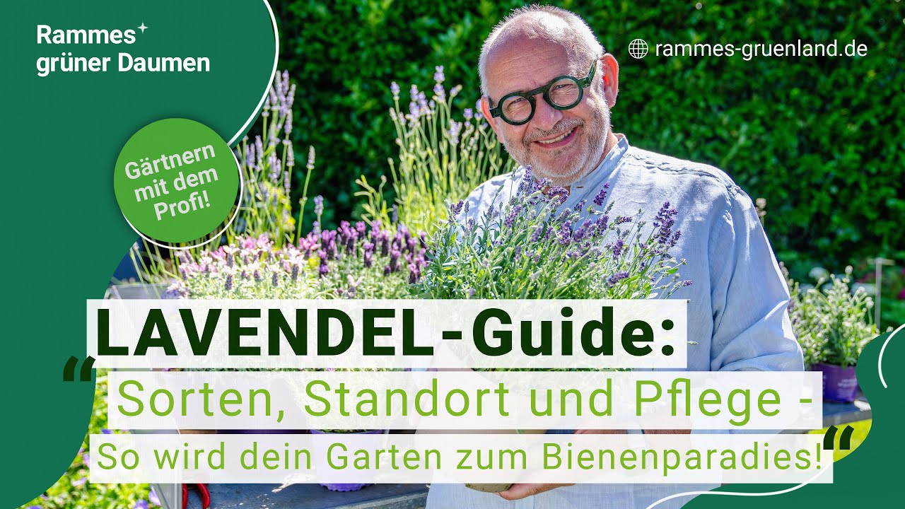 LAVENDEL - Guide: Sorten, Standort und Pflege - So wird dein Garten zum Bienenparadies!
