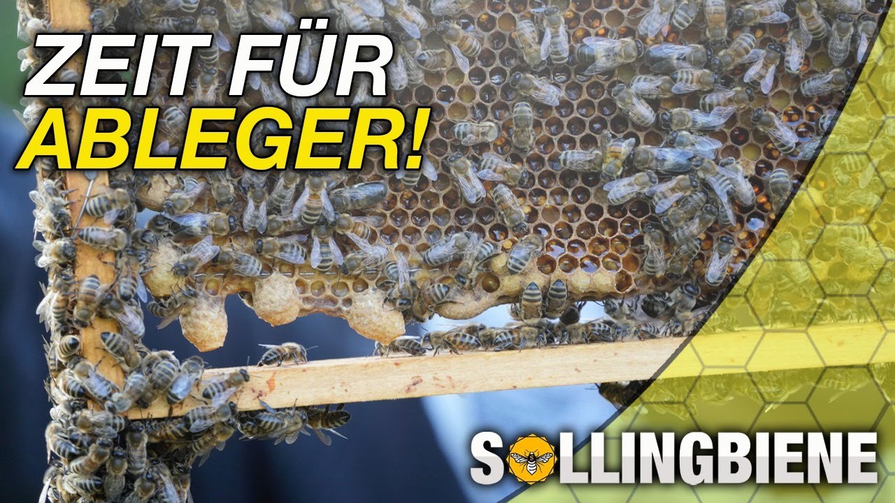 Weiselzellen ALARM! Zeit f&uuml;r ABLEGER!