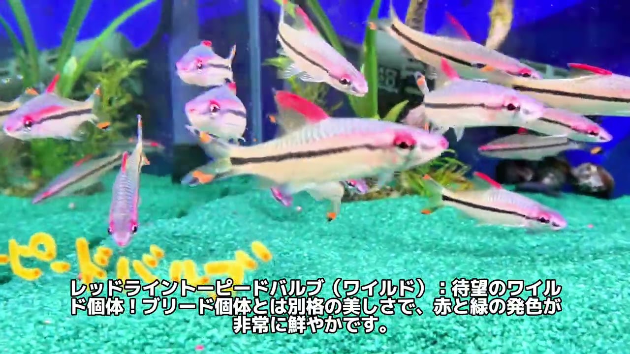 淡水魚コーナー入荷情報！！今回はキクラフォーゴやコリドラスなど多種多様な熱帯魚が入荷しました。