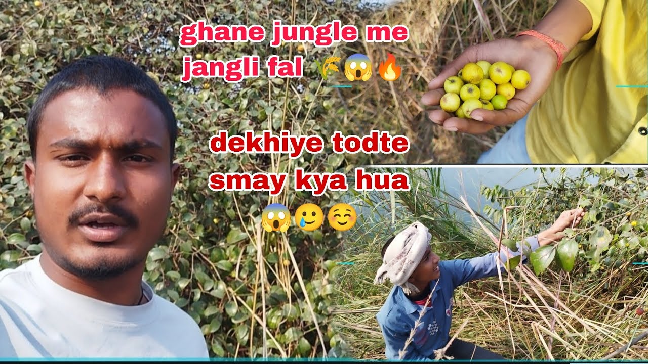 Jungle me vichitra fal 🔥🌾❤️‍🔥#desivlog #explorepage #forest #thankyou 