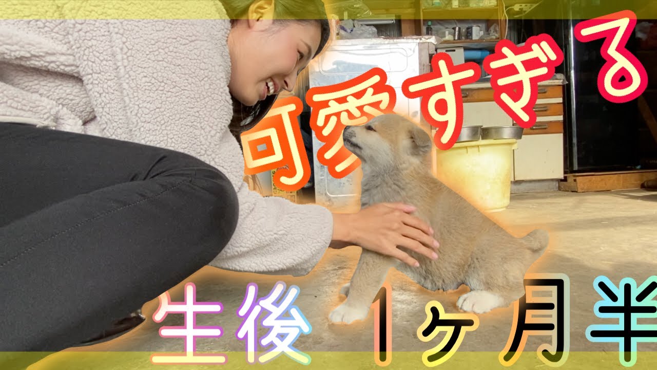 【秋田犬仔犬】もう可愛すぎて・・・言葉が出ません。Akita puppy!!!