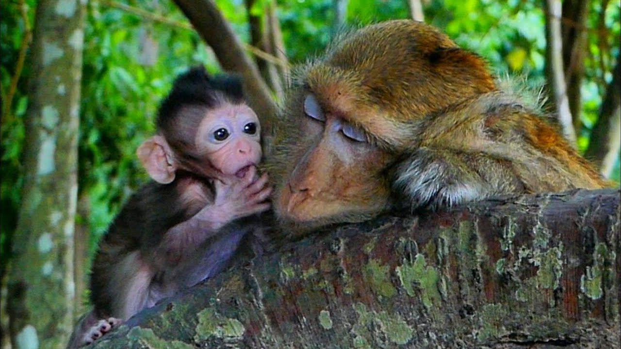 Adorable Braxton Plays Quietly While Mama Takes a Nap 💤🐒, 