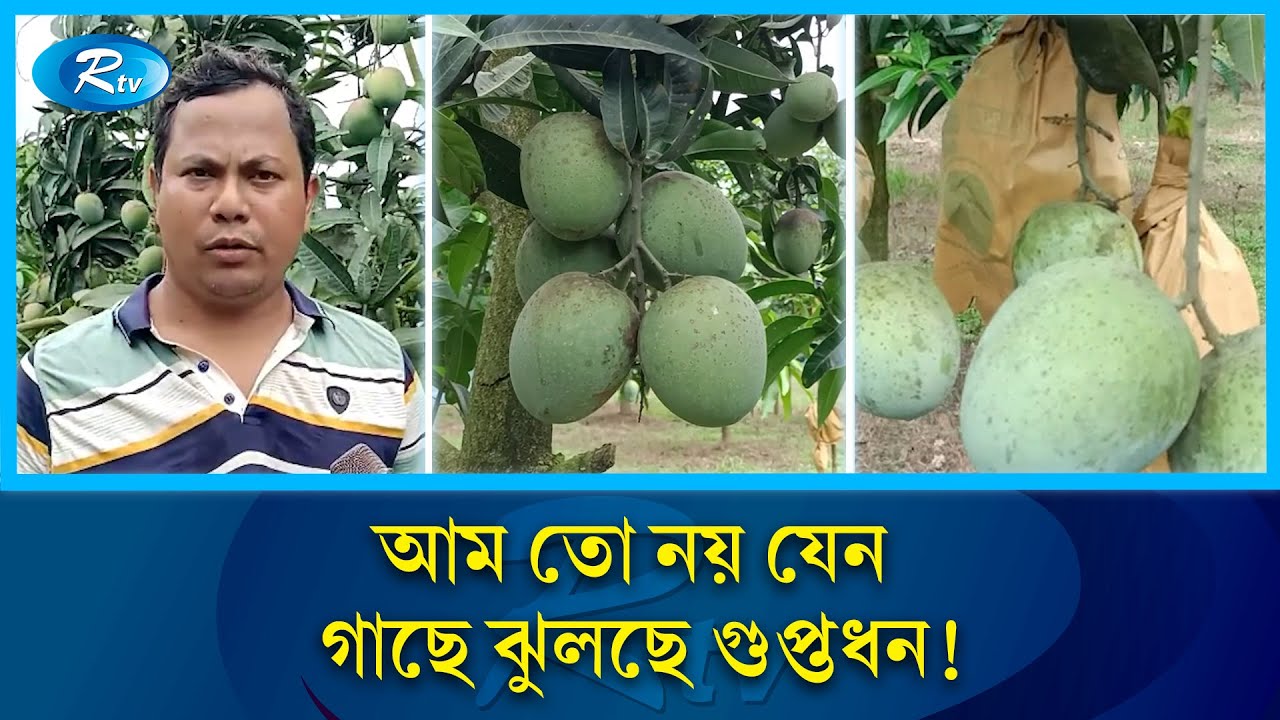 আম তো নয় যেন গুপ্তধন, বাগান থেকে সরাসরি যাচ্ছে ইউরোপে! | Mango | Hidden Treasures | Rtv News