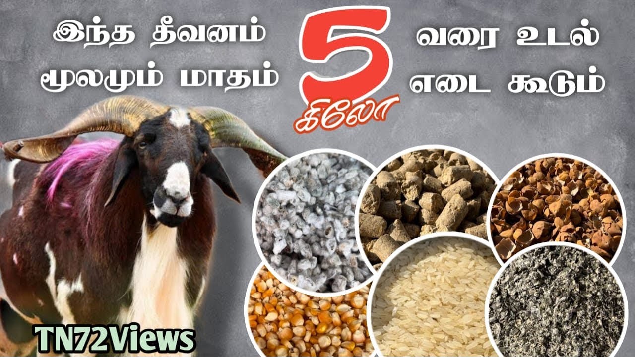 இந்த தீவனம் மூலமும் உங்கள் ஆடுகளுக்கு மாதம் 5 கிலோ வரை உடல் எடை கூடும்
