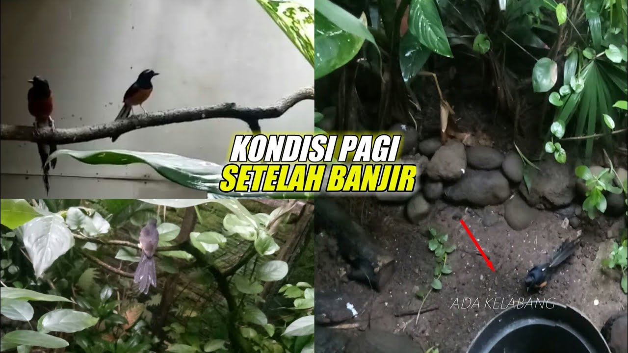 KONDISI PAGI ~ SETELAH  KANDANG TERNAK MURAI BATU KEBANJIRAN