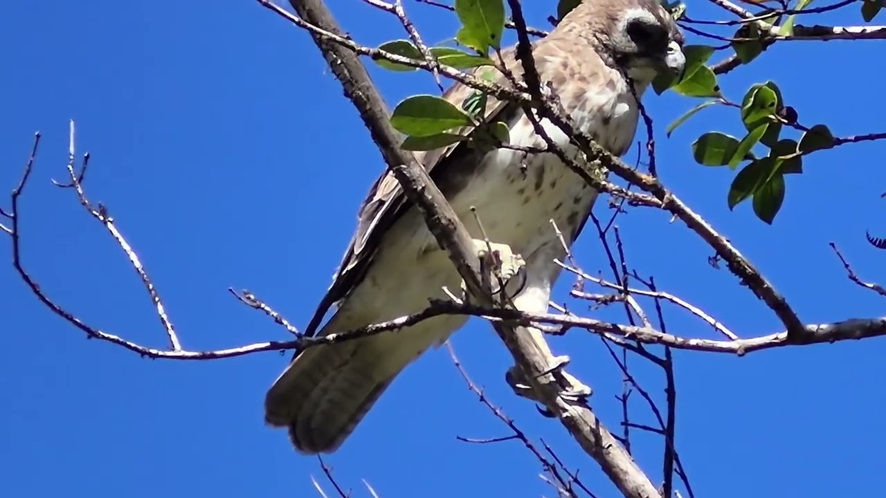 Hawaiian Hawk