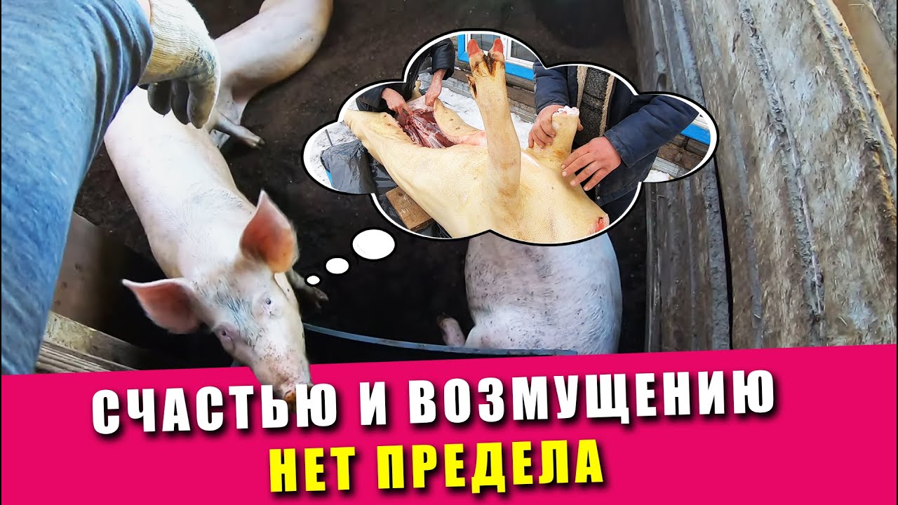 Лето, счастью и возмущению нет предела | Куры на выгуле | Свиньи перекапывают клетку сами | 2021