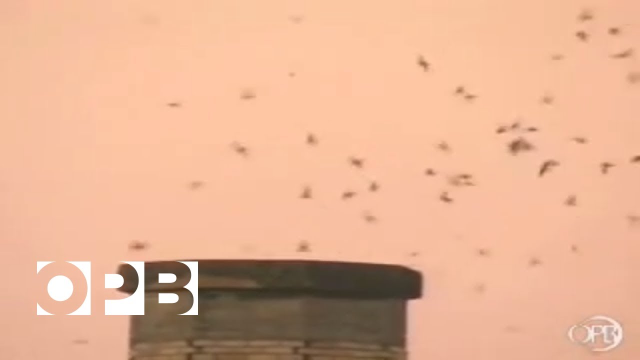 Vaux Swifts at Portland Elementary School
