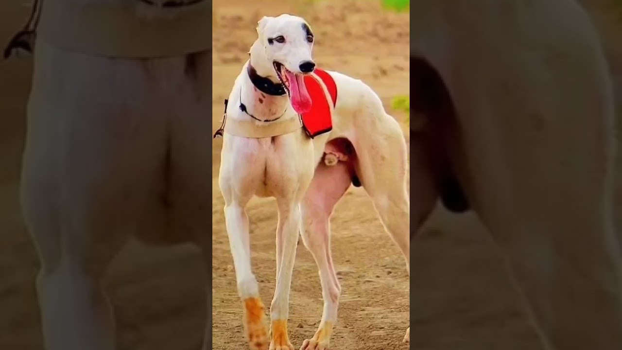 greyhound maharashtra/🤘💥/dogs race resal/kholapur racing club/rajmudra racing club💥🤘