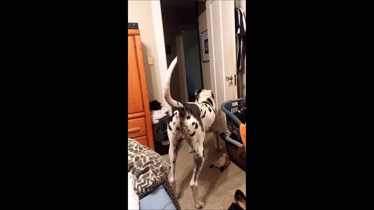 Crazy dad or crazy Dane?