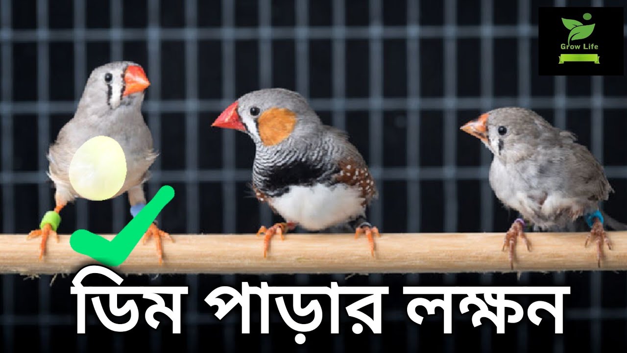 ফিঞ্চ পাখির ডিম পাড়ার লক্ষন।। ফিঞ্চ পাখি পালন
