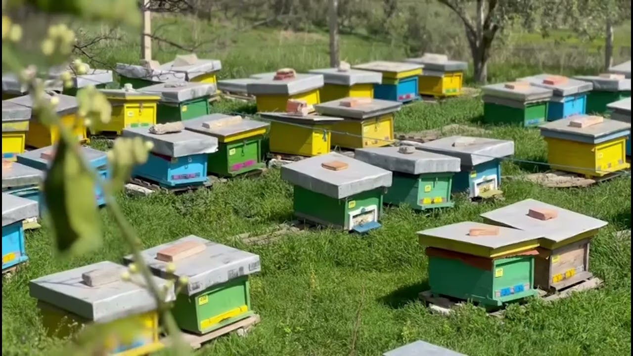 SEMUNDJA E NOZEMES TEK BLETET