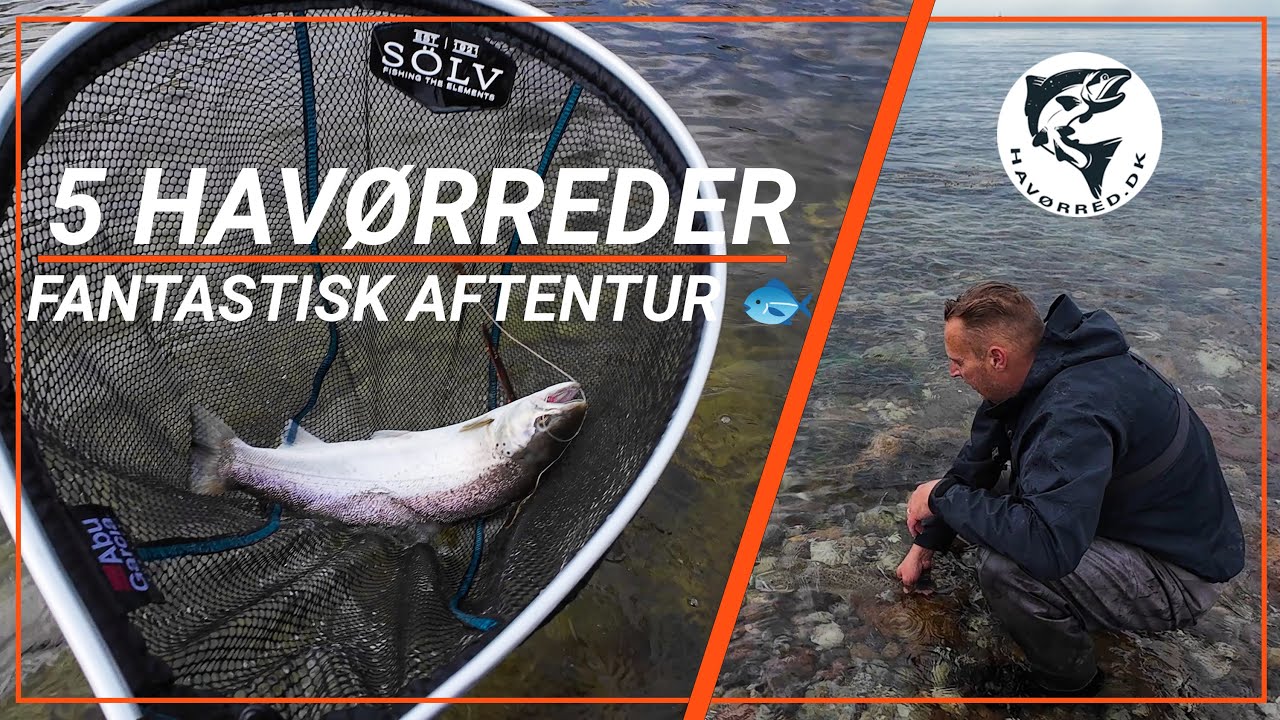 Havørred 🐟 Fiskeri 🎣 5 Havørreder på en fantastisk aften 😊