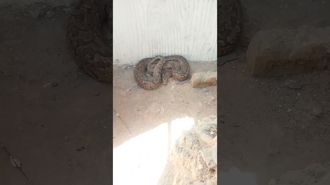 #snakeattack #attack #snakepower #snakesworl #snakeviral #pithon #bigsnake #snakeeagle #shahidsnakes