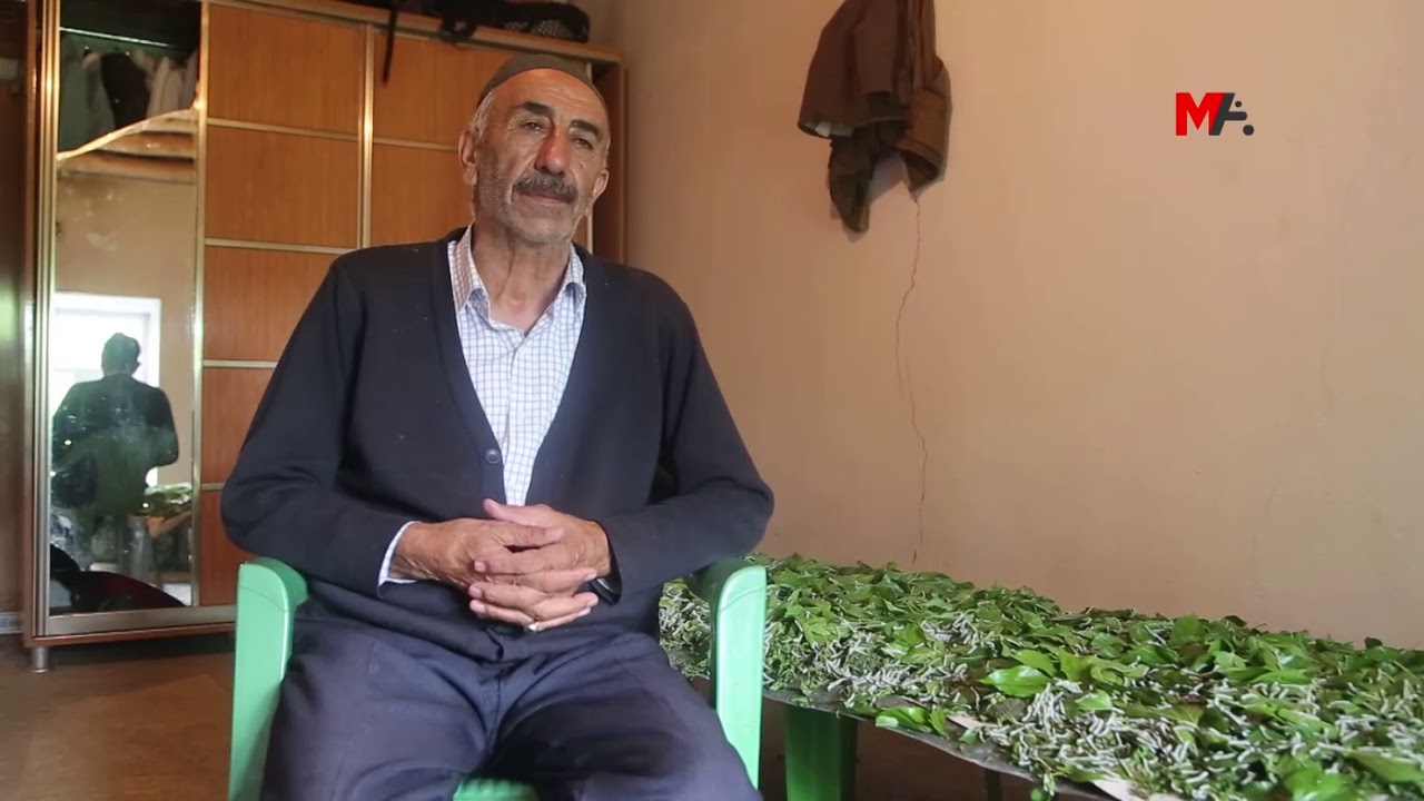 İpek böcekleri dut yaprağına doymuyor